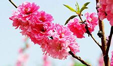 行业观察月报（2017年第3期）